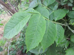 Toxicodendron vernicifluum