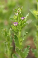 Legousia hybrida
