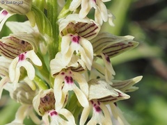 Orchis galilaea