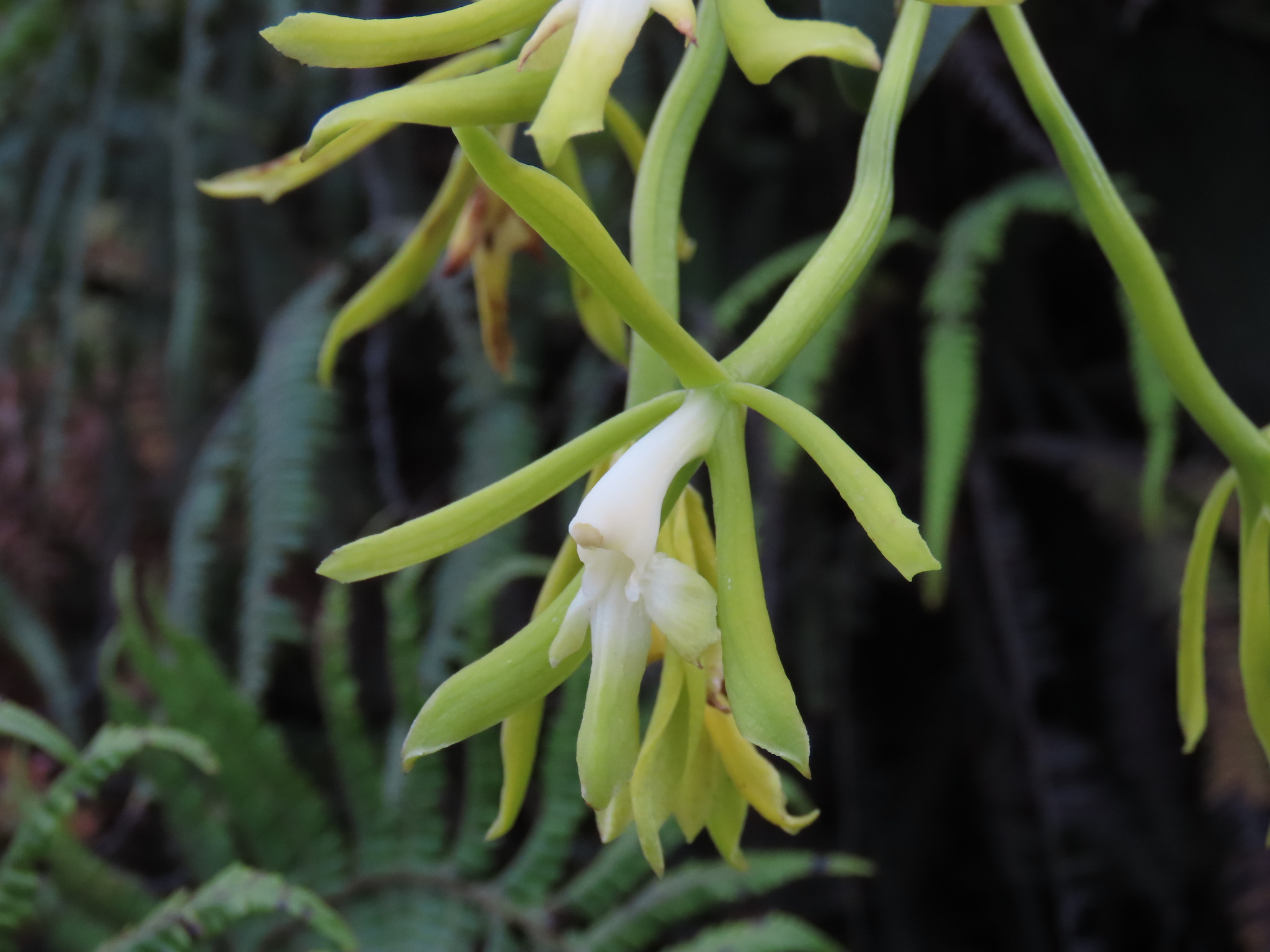 Epidendrum steyermarkii A.D.Hawkes