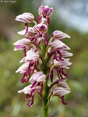 Orchis galilaea