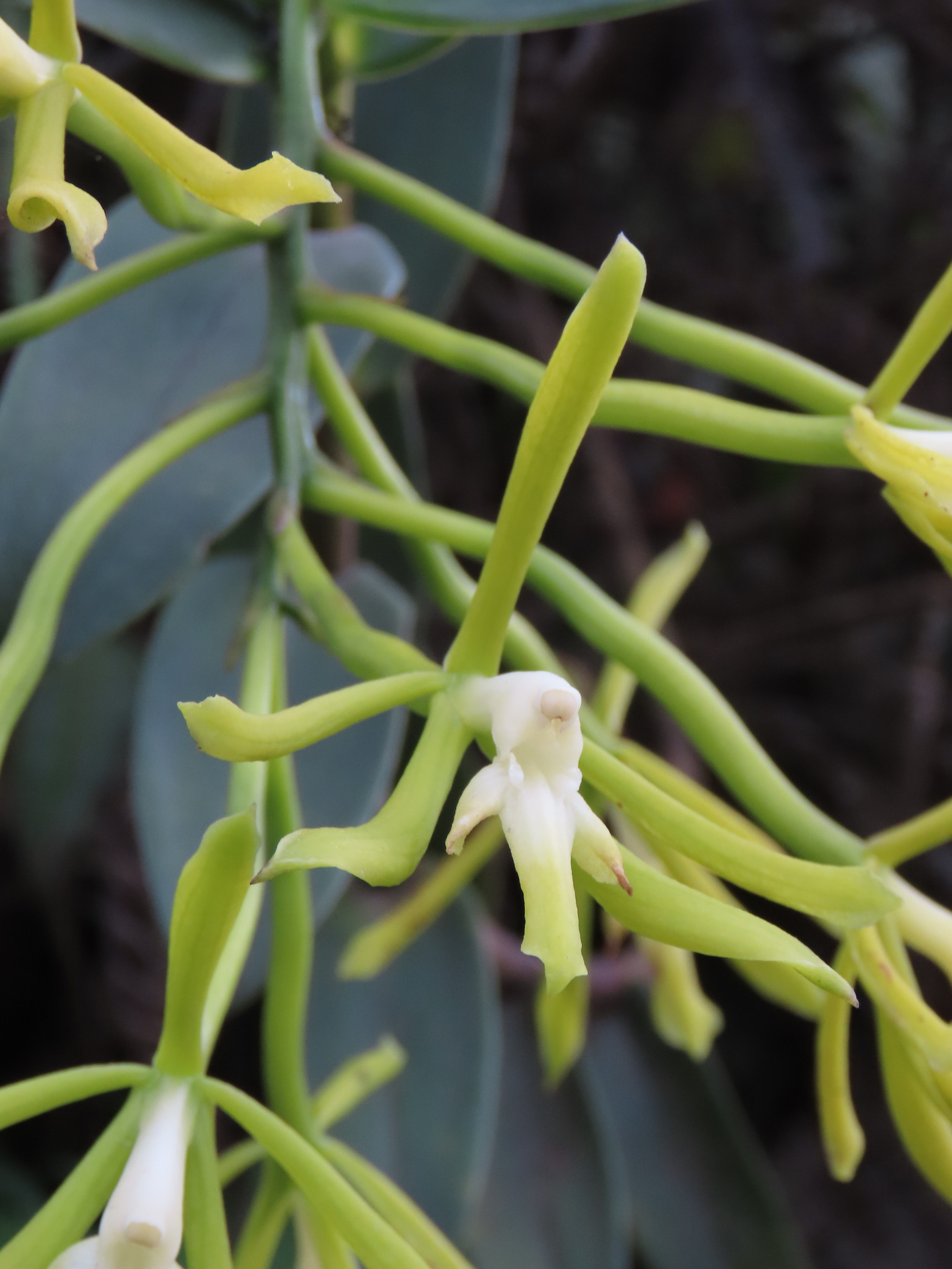 Epidendrum steyermarkii A.D.Hawkes 2
