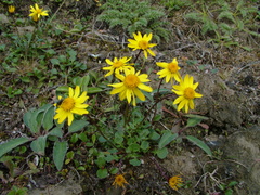 Packera heterophylla