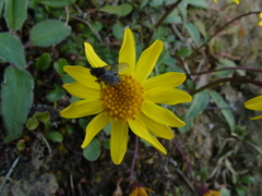 Packera heterophylla