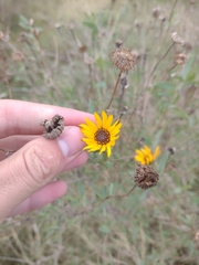 Grindelia pulchella, photograph (c) Ezequiel Racker, some rights reserved (CC BY)