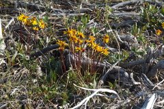 Packera heterophylla