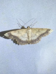 Luxiaria subrasata