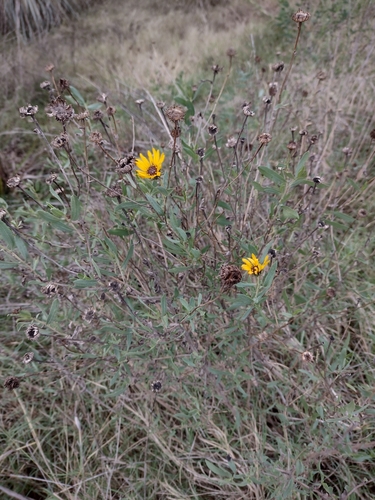 Grindelia pulchella, photograph 3