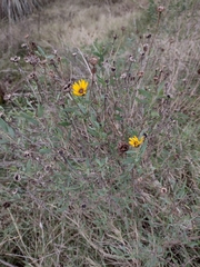 Grindelia pulchella, photograph (c) Ezequiel Racker, some rights reserved (CC BY)