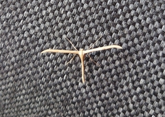 Emmelina monodactyla