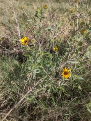 Grindelia pulchella
