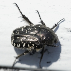 Oxythyrea funesta