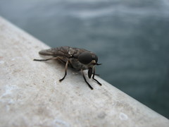 Tabanus novaescotiae