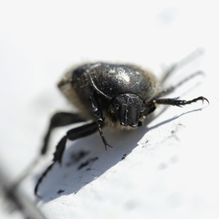 Oxythyrea funesta