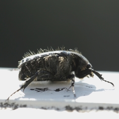 Oxythyrea funesta