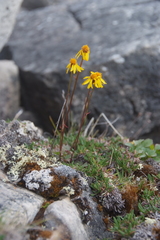 Packera heterophylla