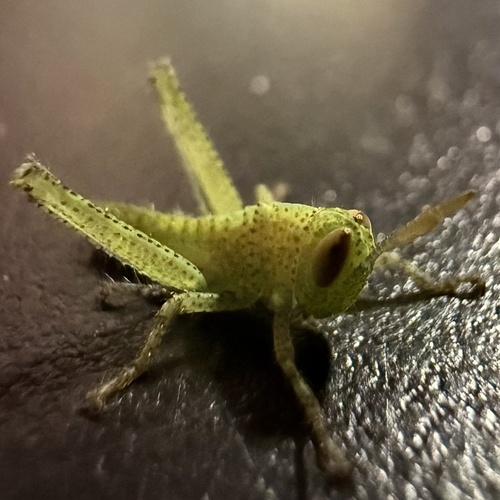 Egyptian Bird Grasshopper photo 6