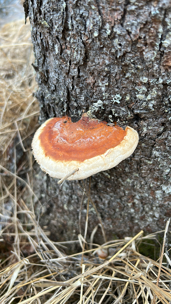 Northern Red Belt · May 2026 · photo: Photo: no rights reserved · iNaturalist