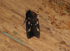 Calymniodes