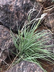 Digitaria argyrograpta