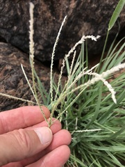 Digitaria argyrograpta