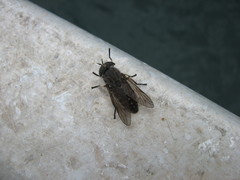 Tabanus novaescotiae