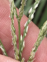 Digitaria argyrograpta