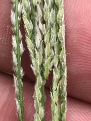 Digitaria argyrograpta