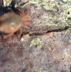Eupodoidea