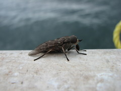 Tabanus novaescotiae