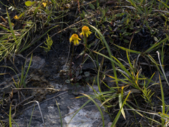 Packera heterophylla