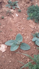 Atriplex aucheri