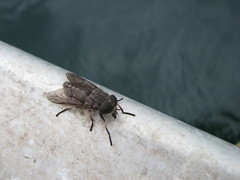 Tabanus novaescotiae