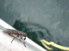 Tabanus novaescotiae