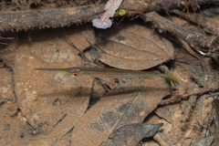 Forest Halfbeak photo 3
