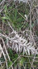 Echium italicum biebersteinii