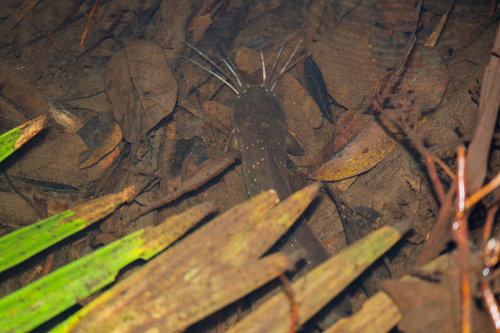 Forest walking catfish (Clarias leiacanthus) — Clariidae — 4