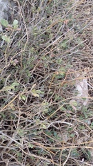 Atriplex verrucifera