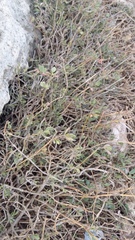 Atriplex verrucifera