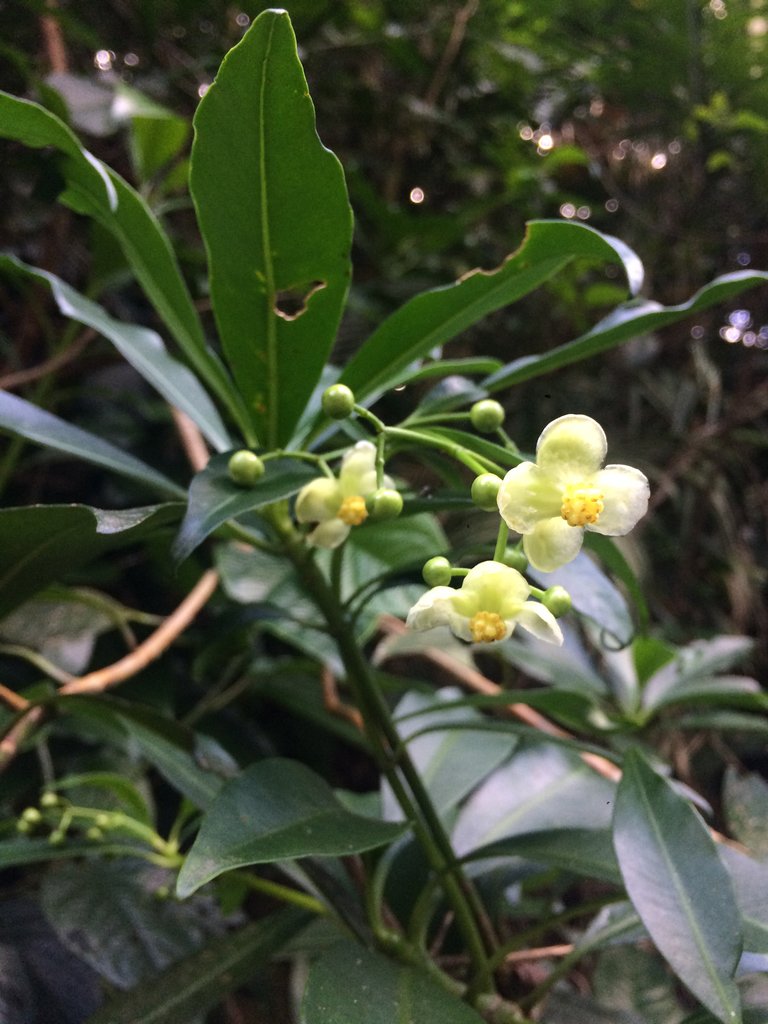 Tovomitopsis