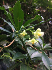 Tovomitopsis paniculata
