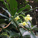 Tovomitopsis paniculata - Photo 由 B. Phalan 所上傳的 (c) B. Phalan，保留部份權利CC BY