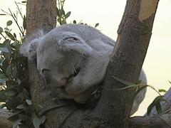 Phascolarctos cinereus