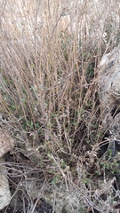 Atriplex verrucifera