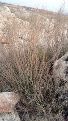 Atriplex verrucifera