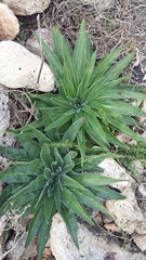 Echium italicum biebersteinii