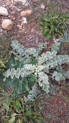 Verbascum undulatum