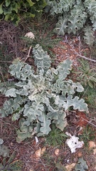 Verbascum undulatum