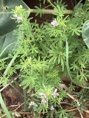 Cleome rubella