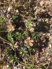Potentilla neglecta